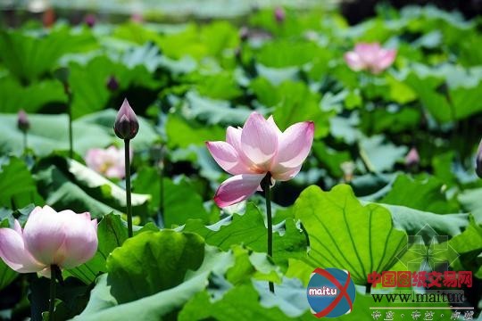 第25届全国荷花展在重庆开幕